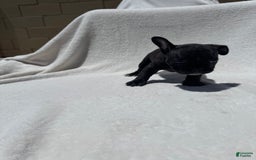 French Bulldog dogs for sale: Bb - Image 3