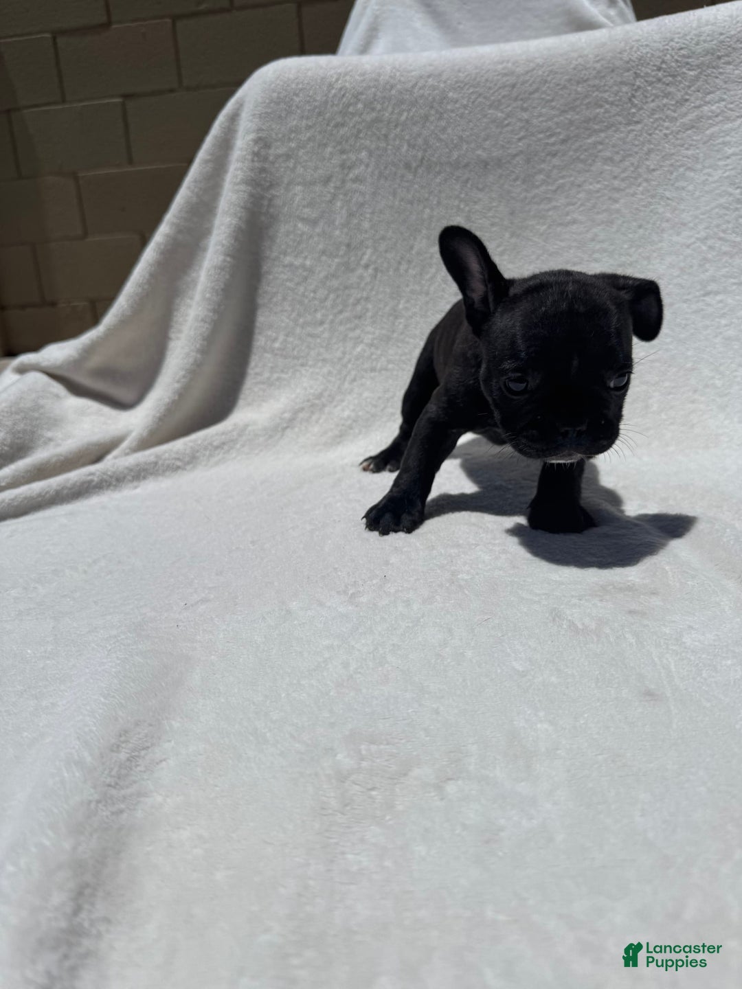 French Bulldog dogs for sale: Bb - Image 3