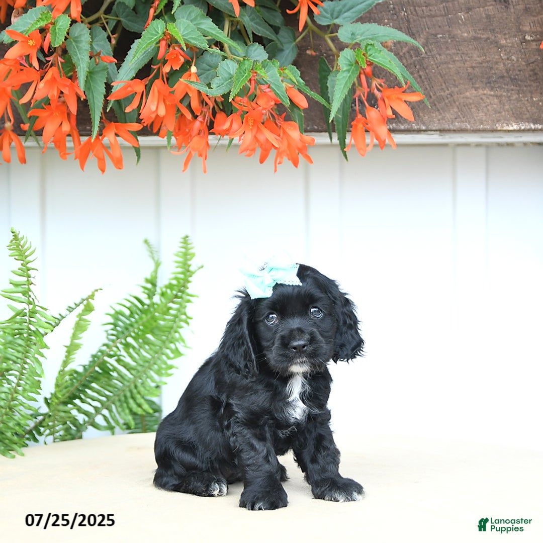 Cocker Spaniel dogs for sale: Nova - Image 4