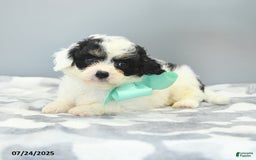 Cavapoo dogs for sale: Sawyer - Image 4