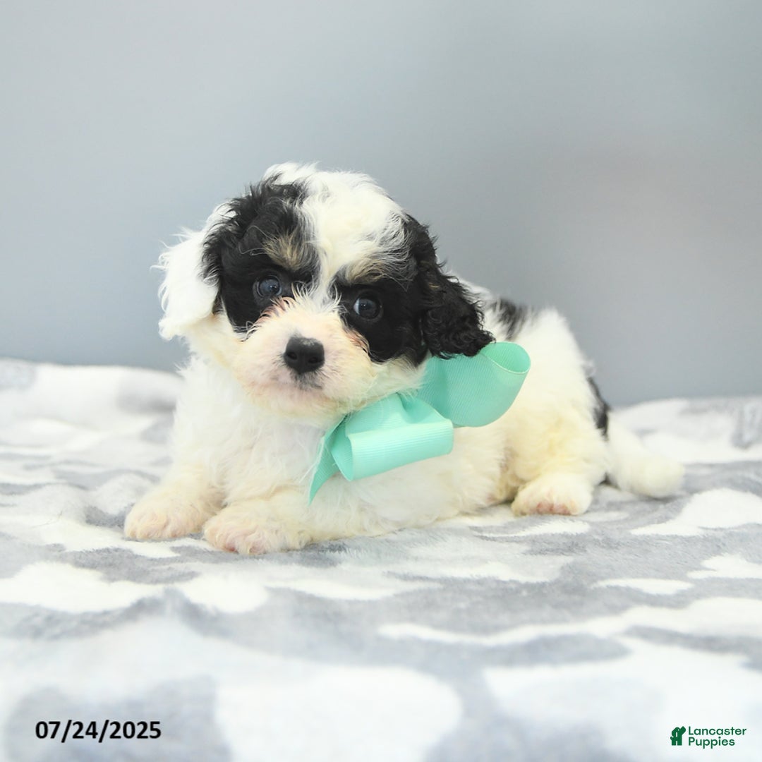 Cavapoo dogs for sale: Sawyer - Image 4