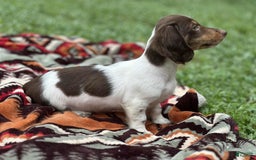 Miniature Dachshund dogs for sale: Rolo - Image 7