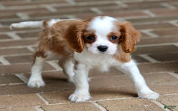 Cavalier King Charles Spaniel dogs for sale: Loki - Image 5