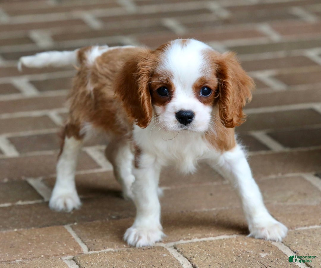 Cavalier King Charles Spaniel dogs for sale: Loki - Image 5