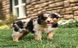 Australian Shepherd dogs for sale: Australian Shepherd 10 puppies - Image 16
