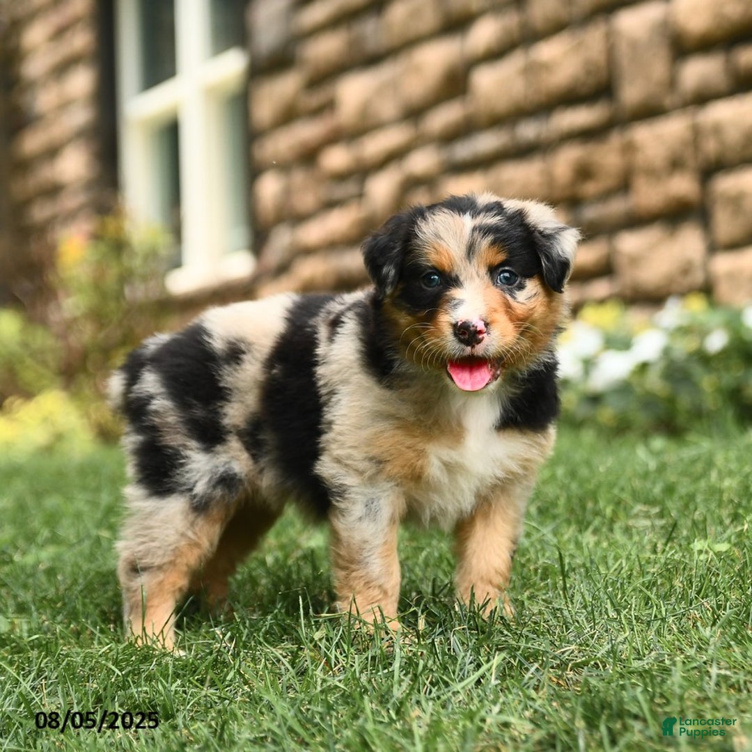 Australian Shepherd dogs for sale: Australian Shepherd 10 puppies - Image 16