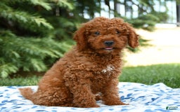 Mini Goldendoodle dogs for sale: Goose - Image 8
