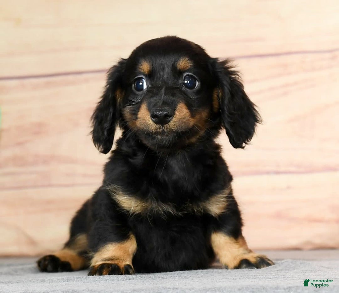 Miniature Dachshund dogs for sale: Daisy - Image 9