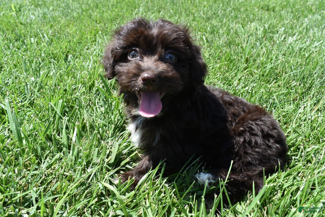 Havapoo dogs for sale: Annie - Image 15
