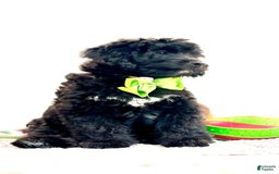 Mini Bernedoodle dogs for sale: Oreo - Image 2