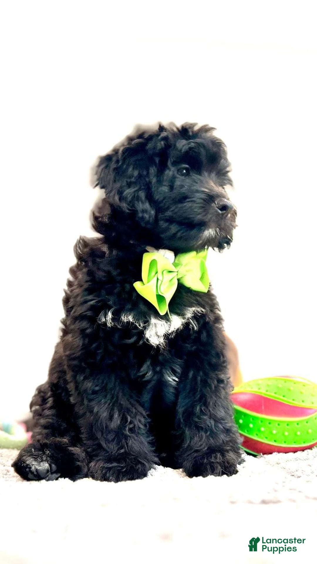 Mini Bernedoodle dogs for sale: Oreo - Image 2