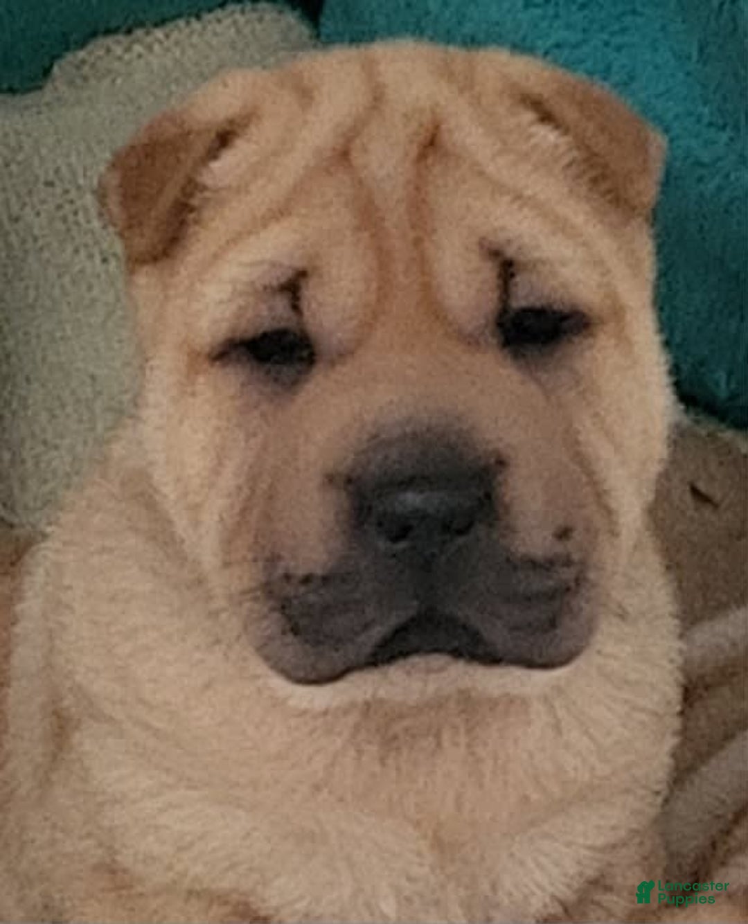 Shar Pei dogs for sale: Rubi - Image 1
