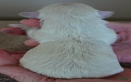Maltese dogs for sale: Tessa - Image 1