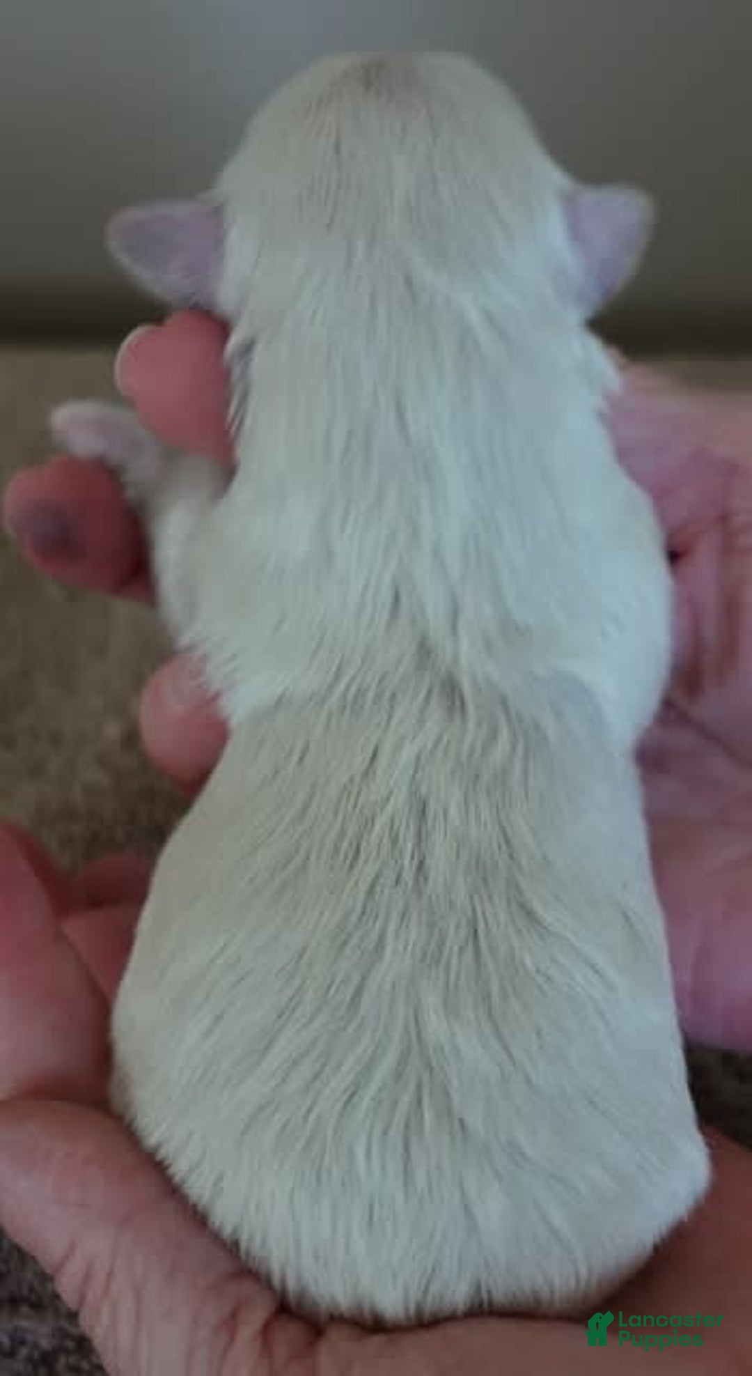 Maltese dogs for sale: Tessa - Image 1