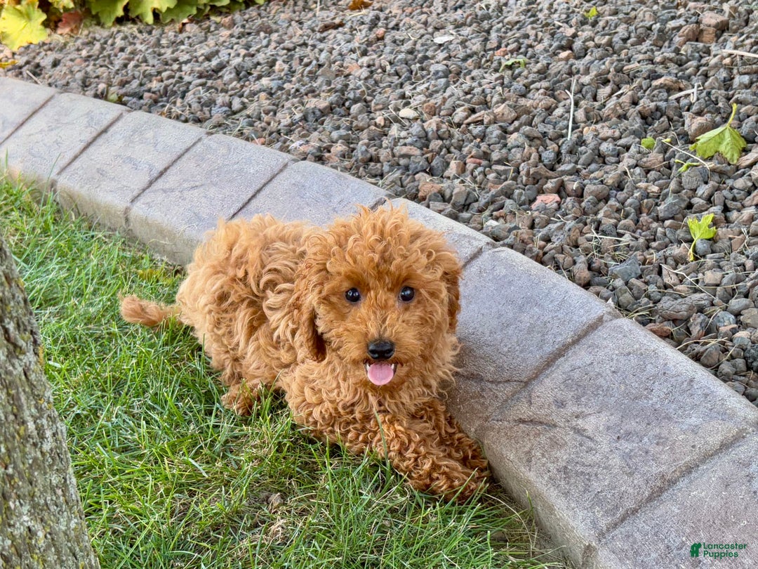 Cockapoo dogs for sale: Terry - Image 12