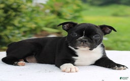 Boston Terrier dogs for sale: Caesar - Image 4