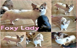 Chihuahua dogs for sale: Blue Sky Long Coat - Image 24