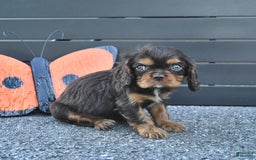 Cavalier King Charles Spaniel dogs for sale: Wiskey - Image 9