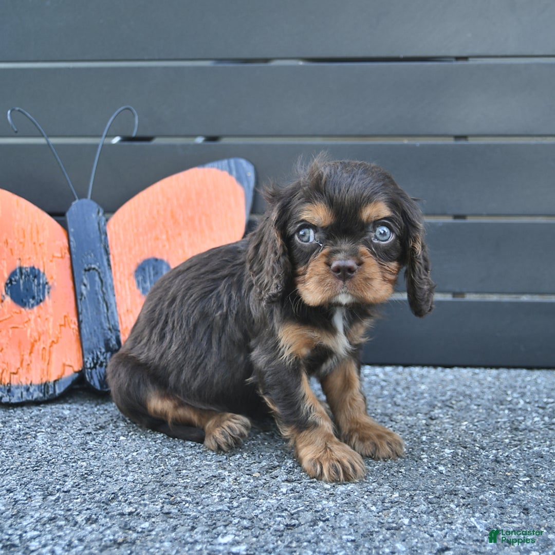 Cavalier King Charles Spaniel dogs for sale: Wiskey - Image 9