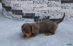 Miniature Dachshund dogs for sale: Bingo - Image 10