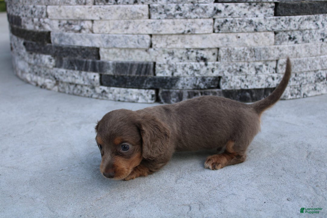 Miniature Dachshund dogs for sale: Bingo - Image 10
