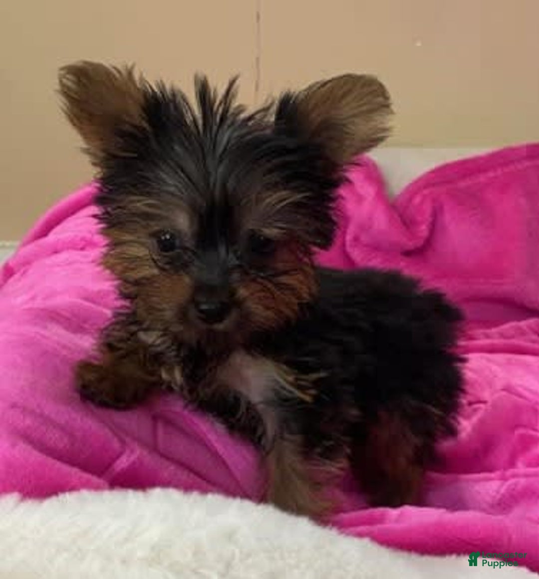 Yorkshire Terrier dogs for sale: Dana - Image 2