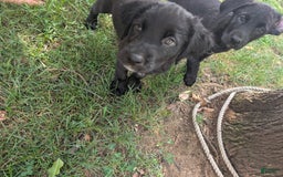 Labrador Retriever dogs for sale: Puppy 2 - Image 1