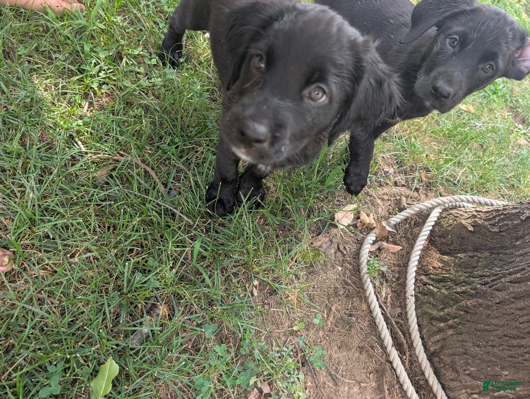Labrador Retriever dogs for sale: Puppy 2 - Image 1