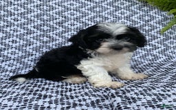 Cockapoo dogs for sale: Charlie - Image 2
