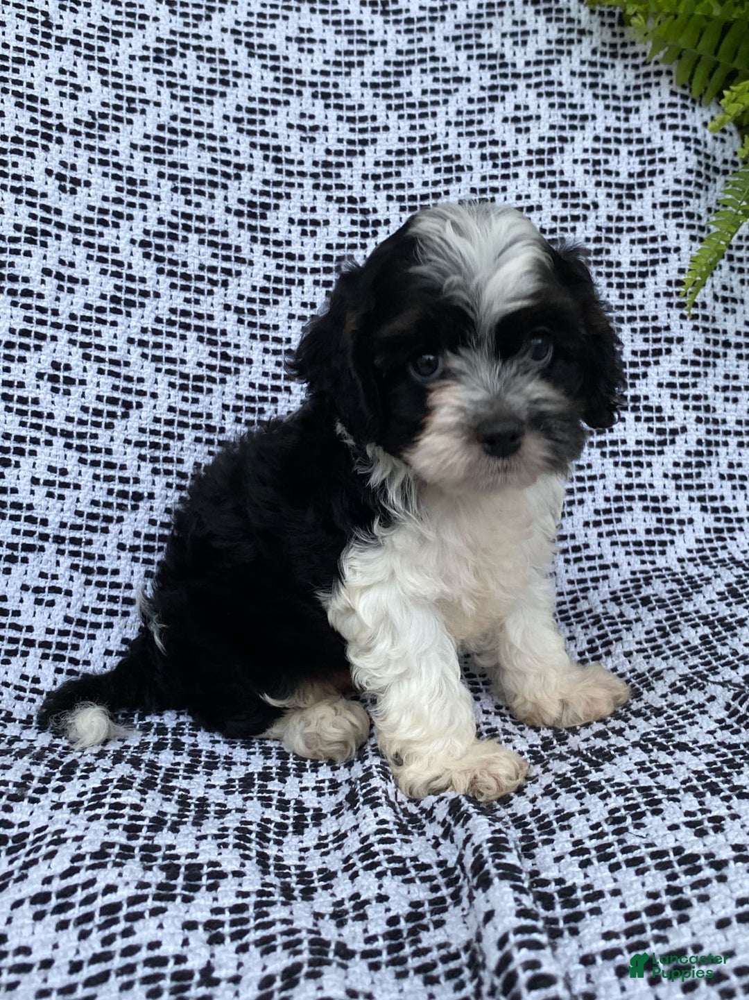Cockapoo dogs for sale: Charlie - Image 2