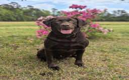 Labrador Retriever dogs for sale: Westin - Image 2