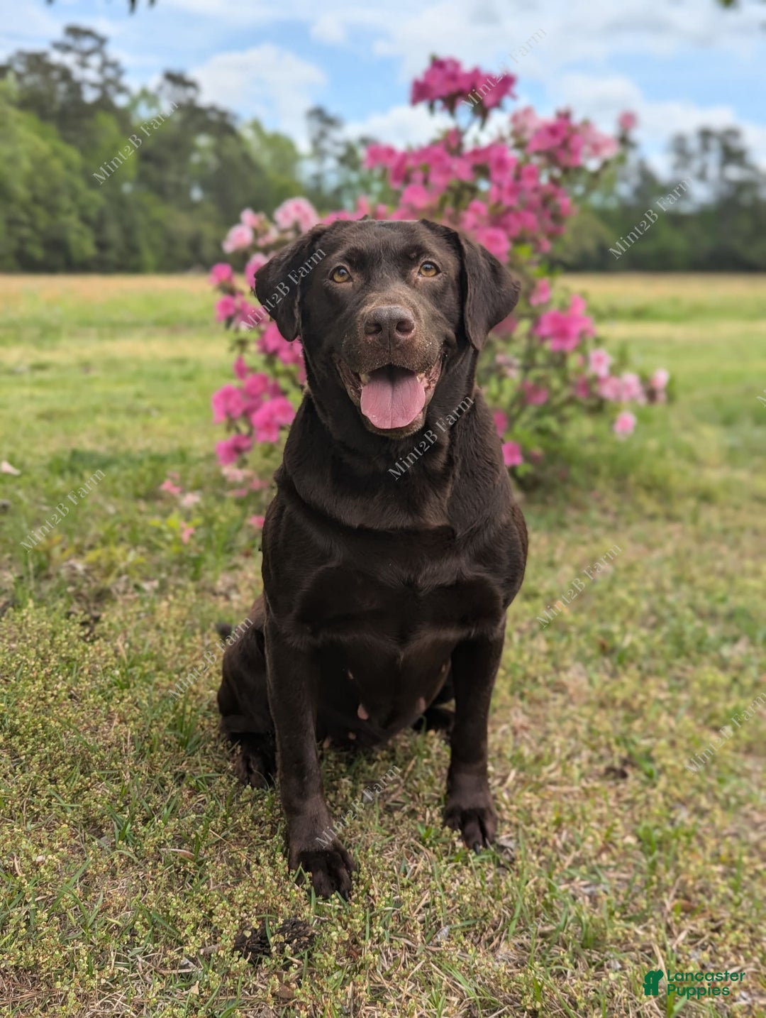 Labrador Retriever dogs for sale: Westin - Image 2