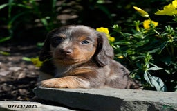 Miniature Dachshund dogs for sale: Mandi - Image 4
