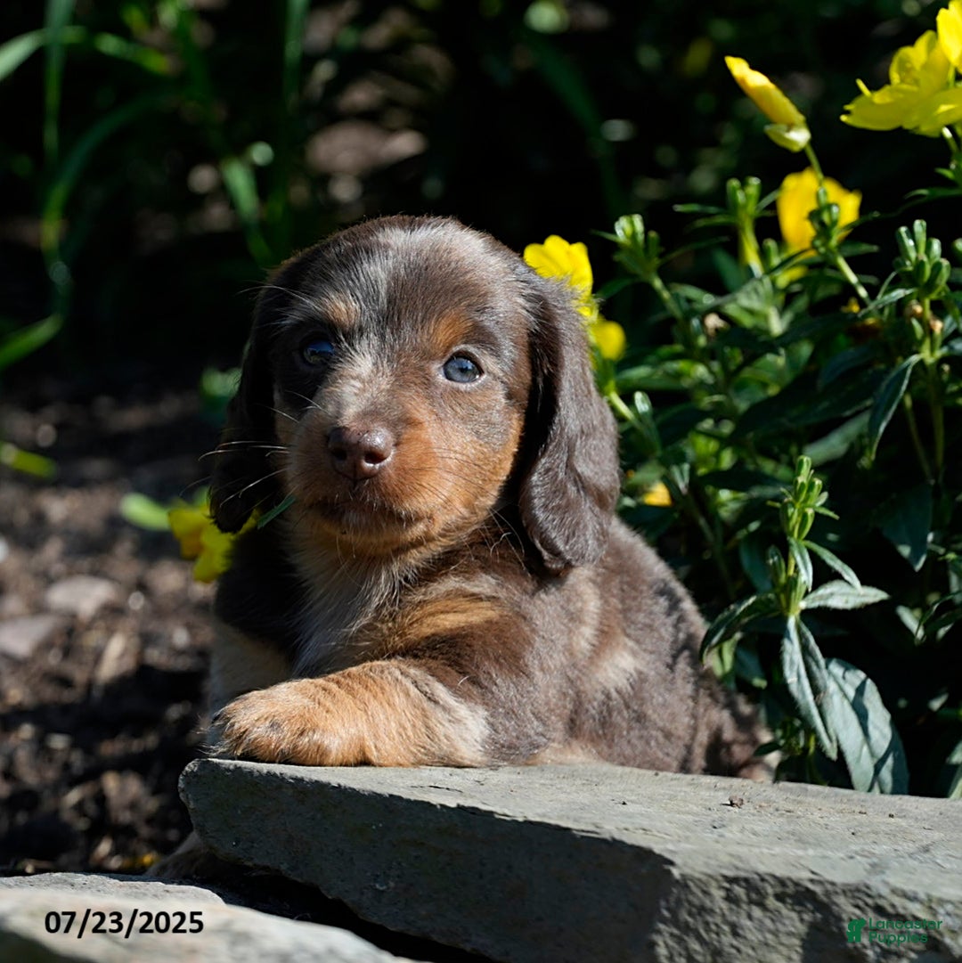Miniature Dachshund dogs for sale: Mandi - Image 4