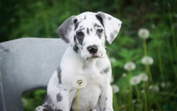 Great Dane dogs for sale: Electra - Image 5