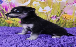 Goberian dogs for sale: Gemma - Image 3