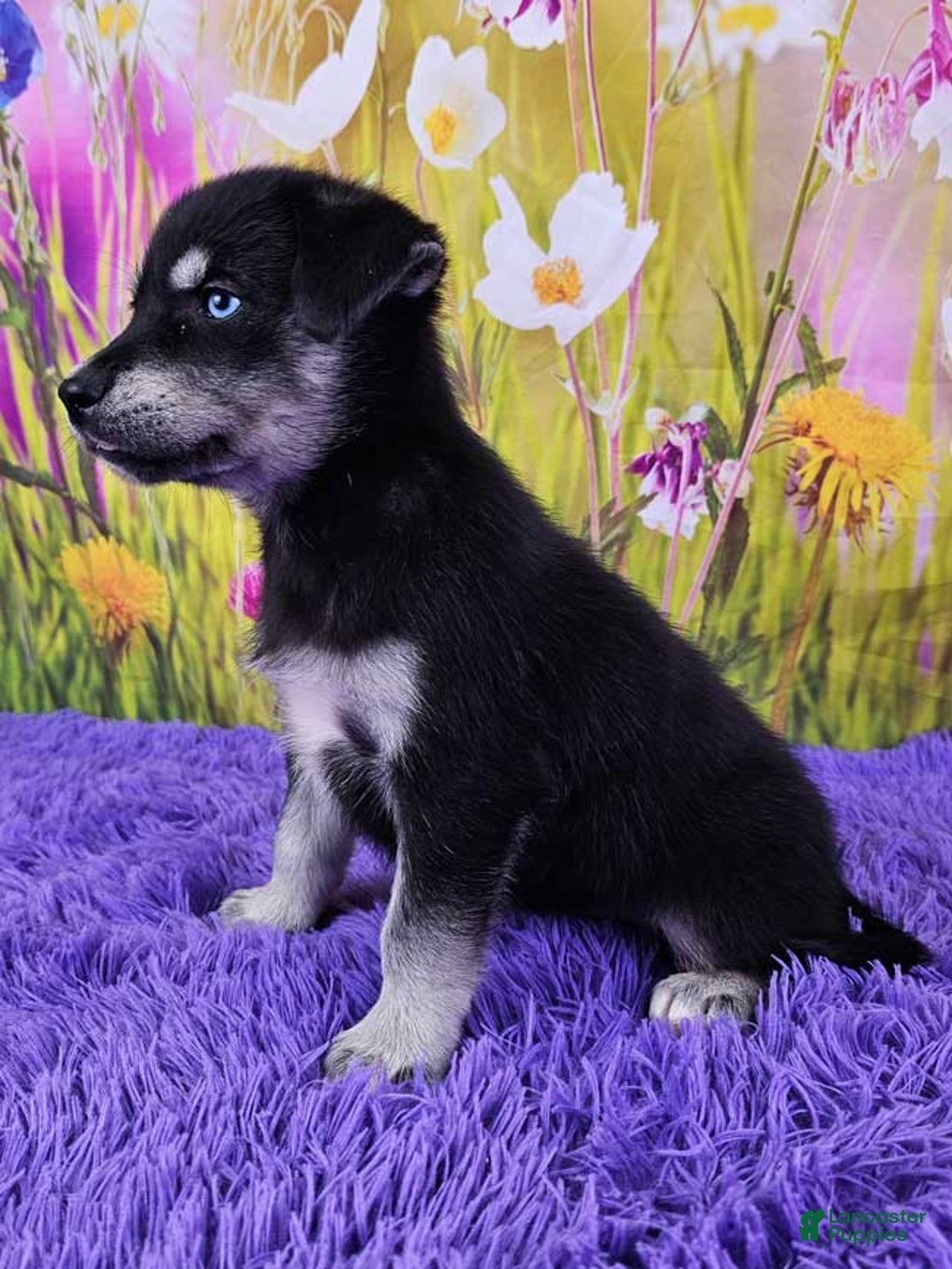 Goberian dogs for sale: Gemma - Image 3