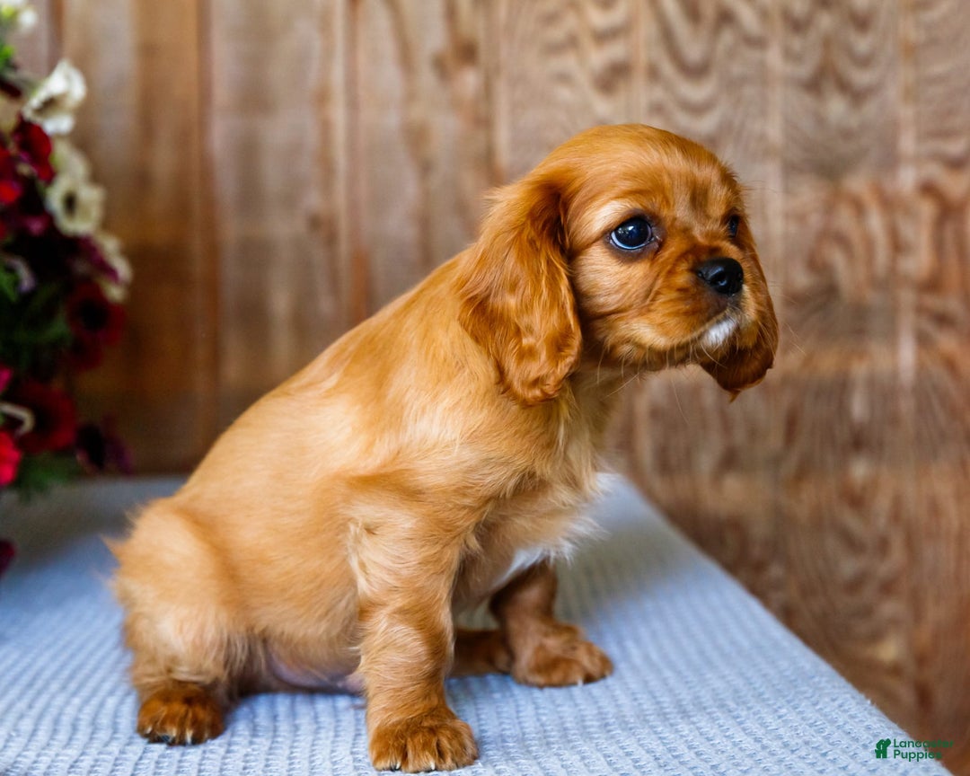 Cavalier King Charles Spaniel dogs for sale: Keegan - Image 14