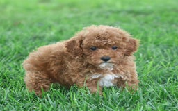 Toy Poodle dogs for sale: Ellie - Image 9