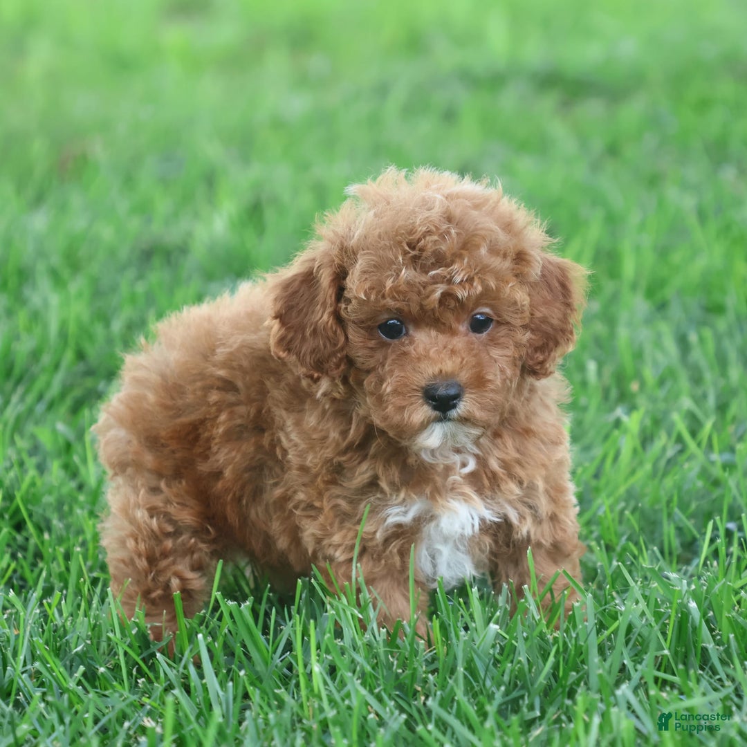 Toy Poodle dogs for sale: Ellie - Image 9