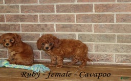 Cavapoo dogs for sale: Ruby - Image 8