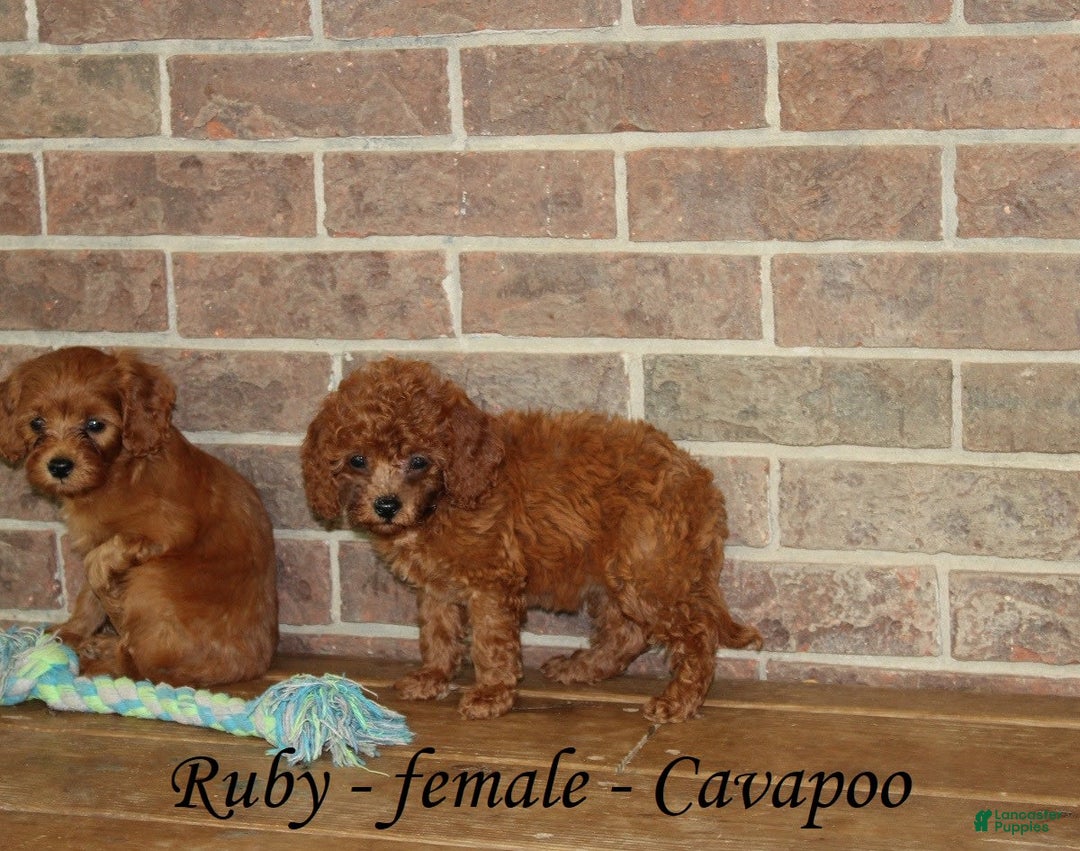 Cavapoo dogs for sale: Ruby - Image 8