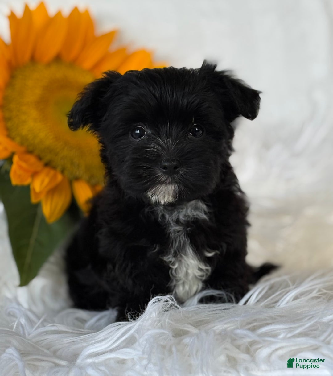 Morkie dogs for sale: LOGAN - Image 4