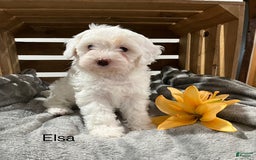 Cockapoo dogs for sale: Elsa - Image 1