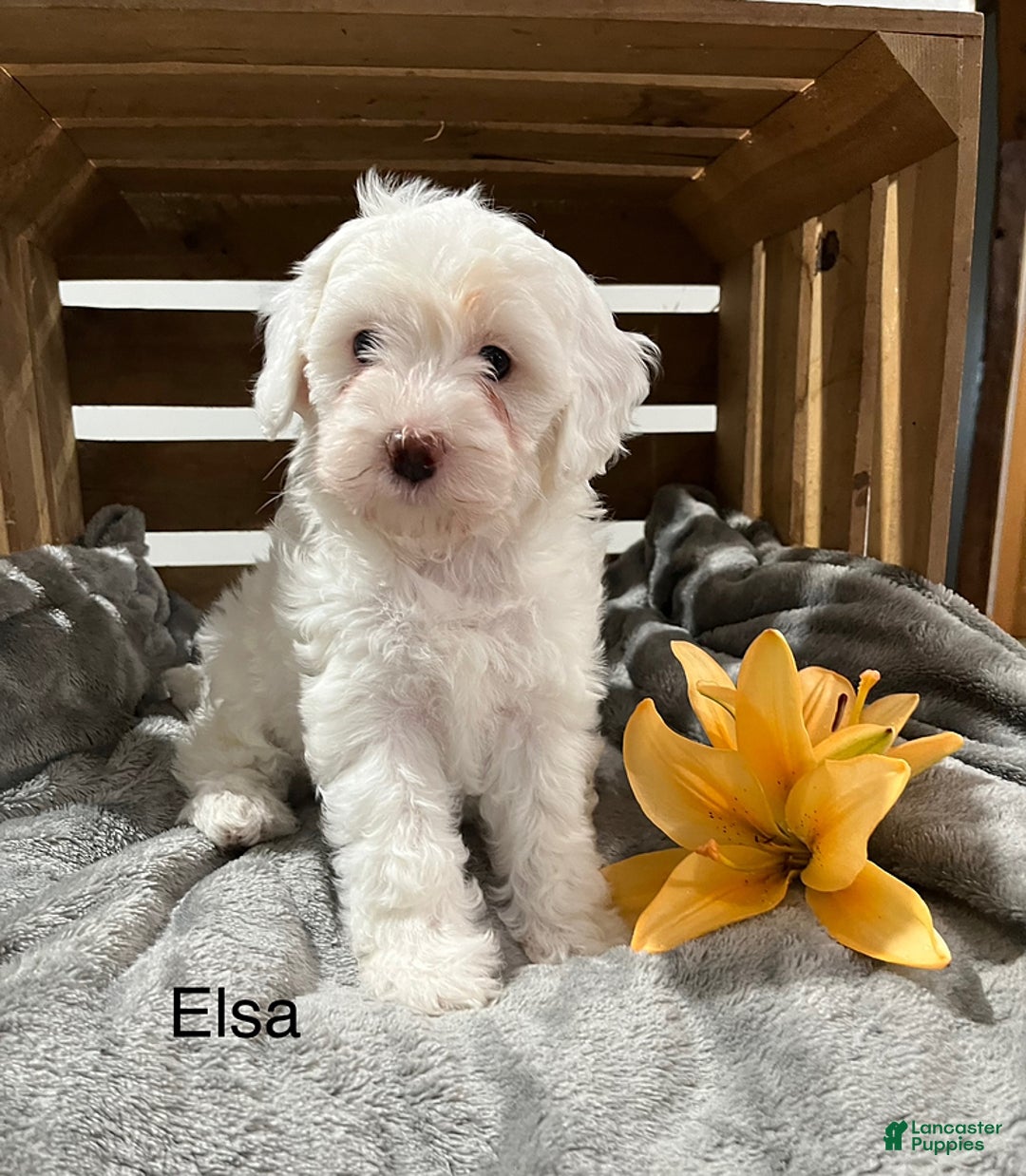 Cockapoo dogs for sale: Elsa - Image 1