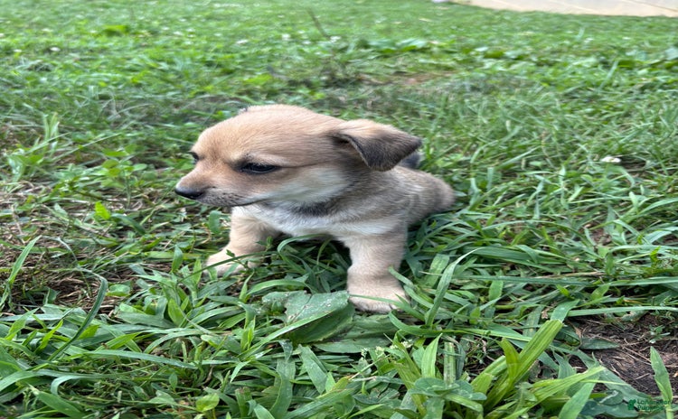 Chihuahua dogs for sale - Ad 3
