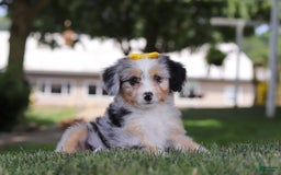 Mini Bernedoodle dogs for sale: Arya - Image 4