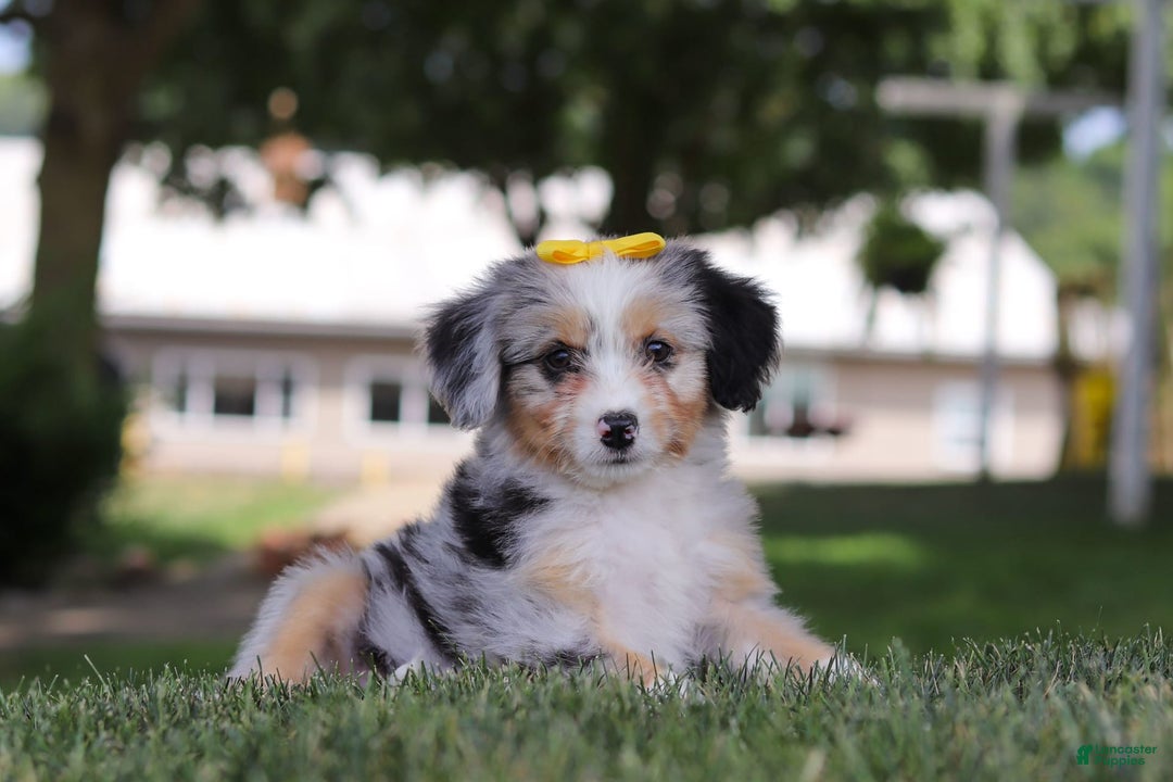 Mini Bernedoodle dogs for sale: Arya - Image 4