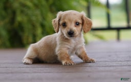 Miniature Dachshund dogs for sale: Goldilocks - Image 1