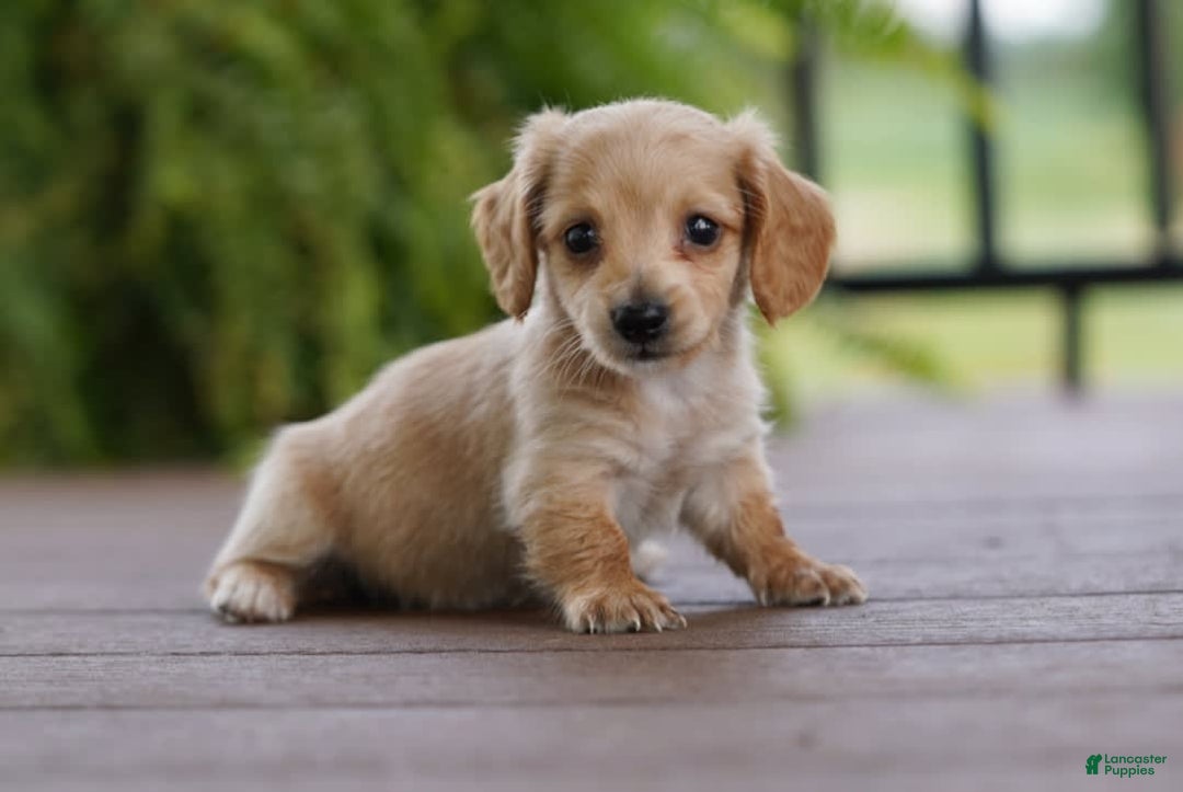 Miniature Dachshund dogs for sale: Goldilocks - Image 1